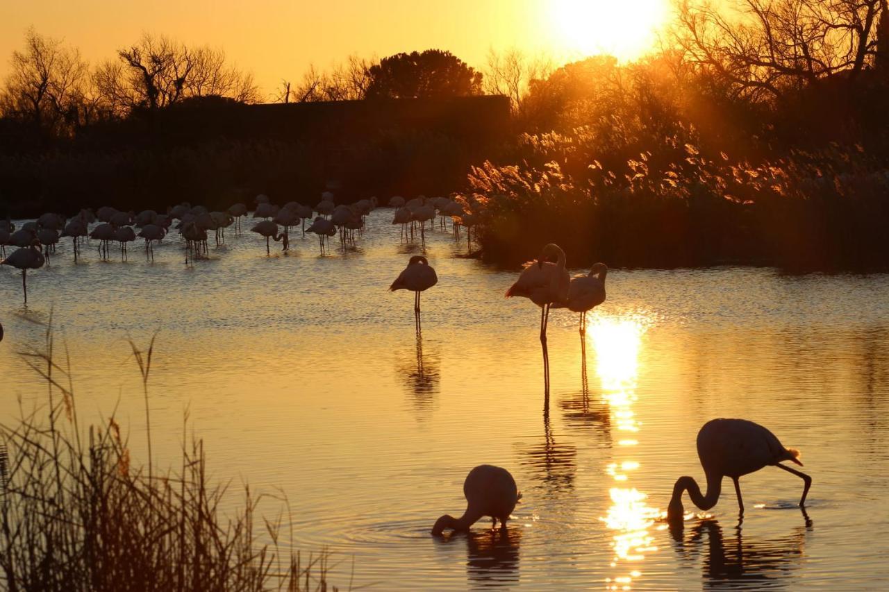 Lou Meinado Saint-Martin-de-Crau Dış mekan fotoğraf